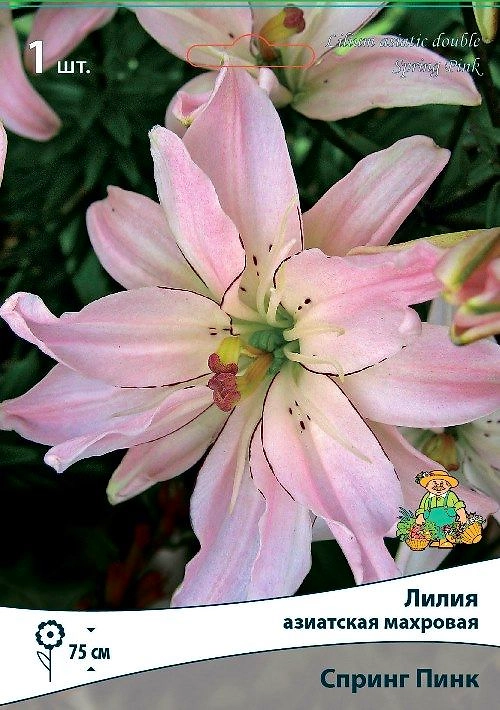 Луковицы лилии ПОИСК Спринг Пинк 2 шт