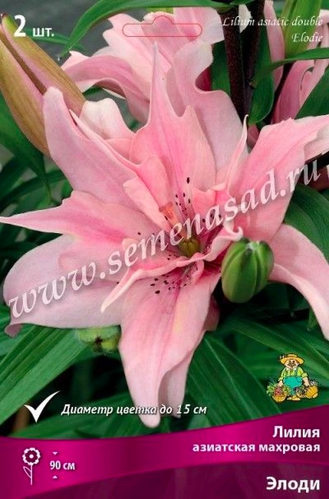 Луковицы лилии ПОИСК Элоди 1 шт