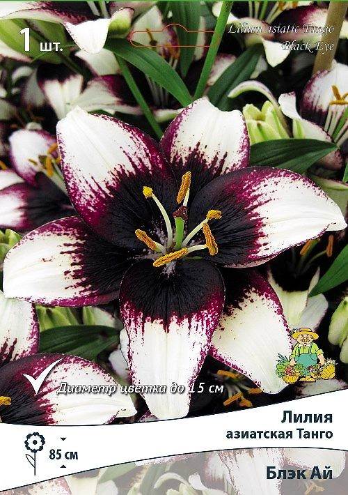 Луковица Лилии ПОИСК Блэк Ай