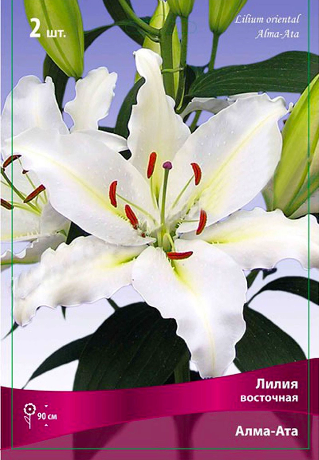 Луковица Лилии ПОИСК Алма-Ата