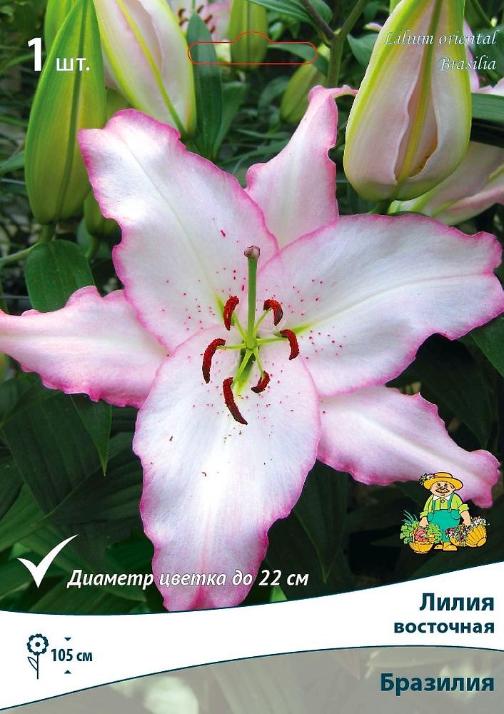 Луковица Лилии ПОИСК Бразилия
