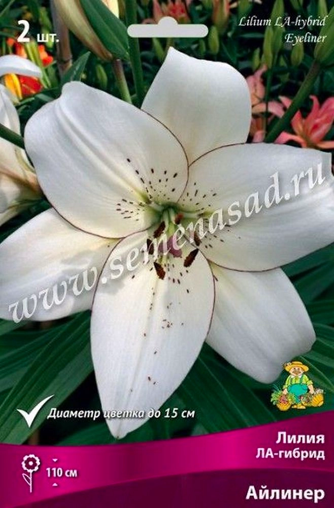 Луковица Лилии ПОИСК Айлинер