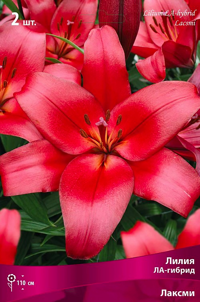 Луковица Лилии ПОИСК Лаксми