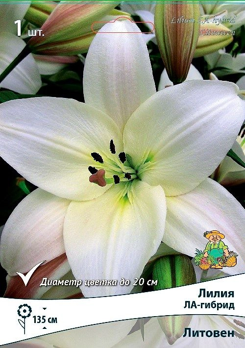 Луковицы лилии ПОИСК Литовен 2 шт