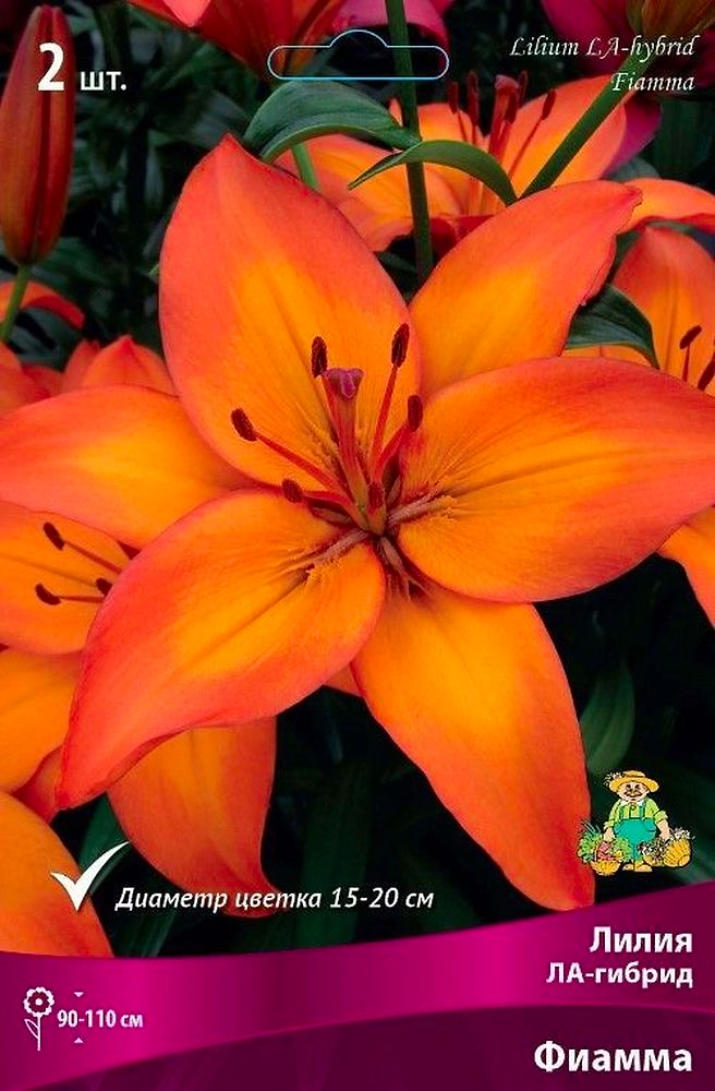 Луковицы Лилии ПОИСК Фиамма