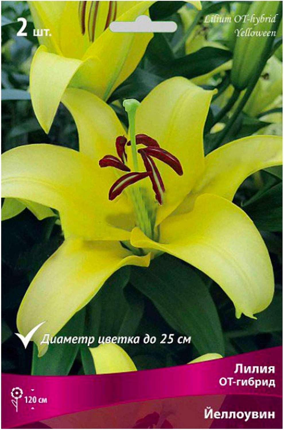 Луковицы лилии ПОИСК Йеллоувин 2 шт