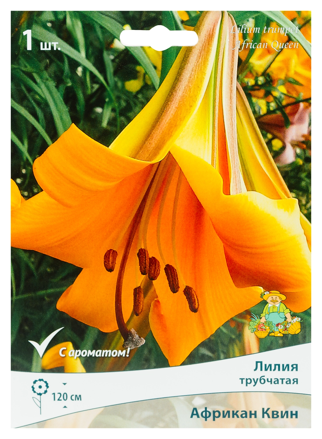 Луковица Лилии ПОИСК Африкан Квин