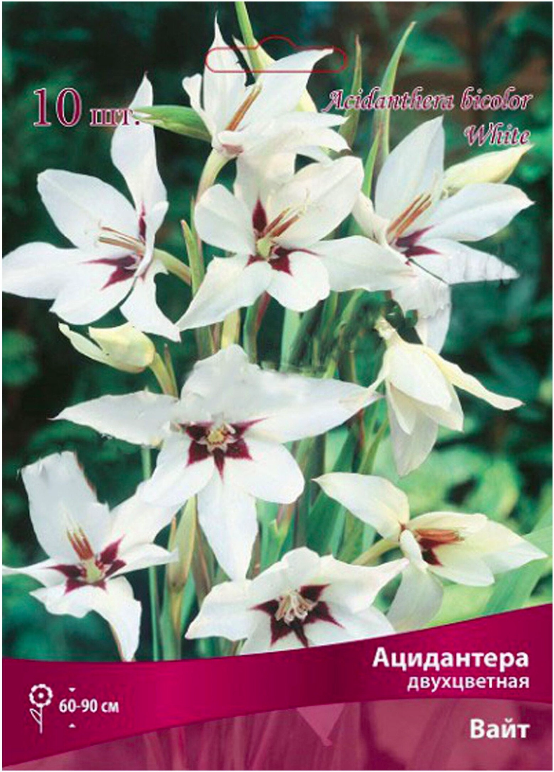 Луковицы ацидантеры ПОИСК Вайт 10 шт