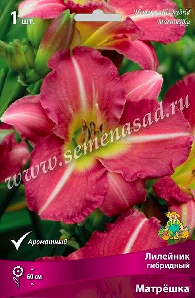 Корневище Лилейника ПОИСК Матрешка