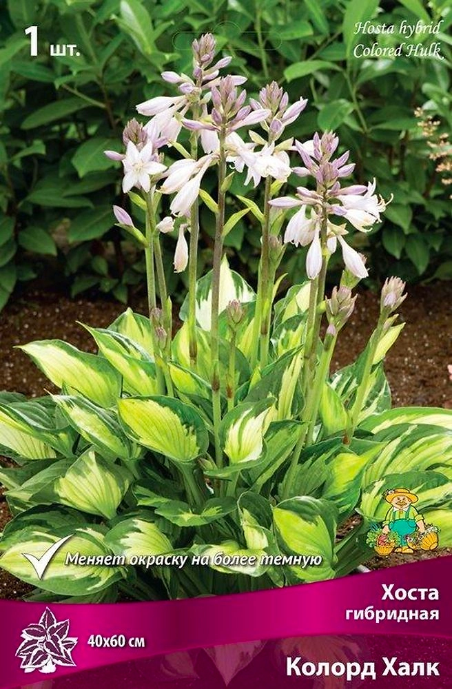 Корневище Хосты ПОИСК Колорд Халк