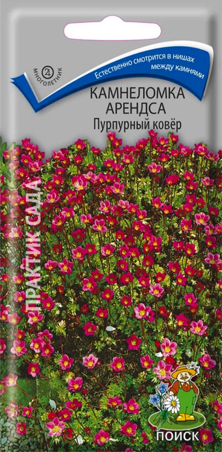 Семена Камнеломки Арендса ПОИСК Пурпурный ковер Поиск 0,01 г