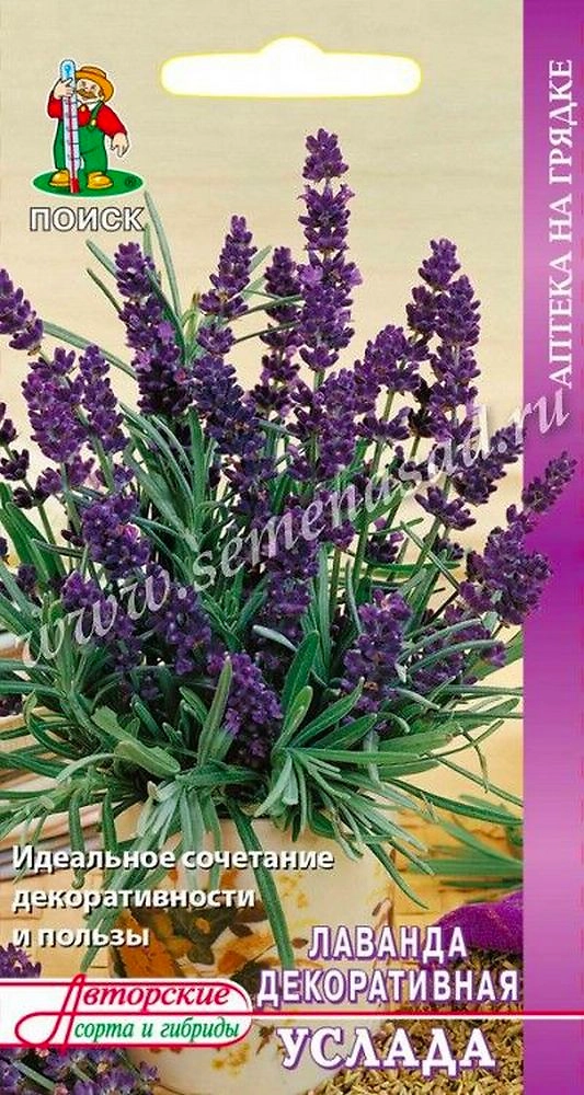 Семена Лаванды ПОИСК Услада 0,25 г