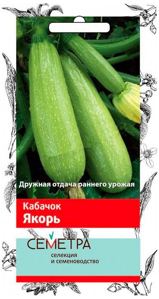 Семена Кабачка ПОИСК Якорь 12 шт