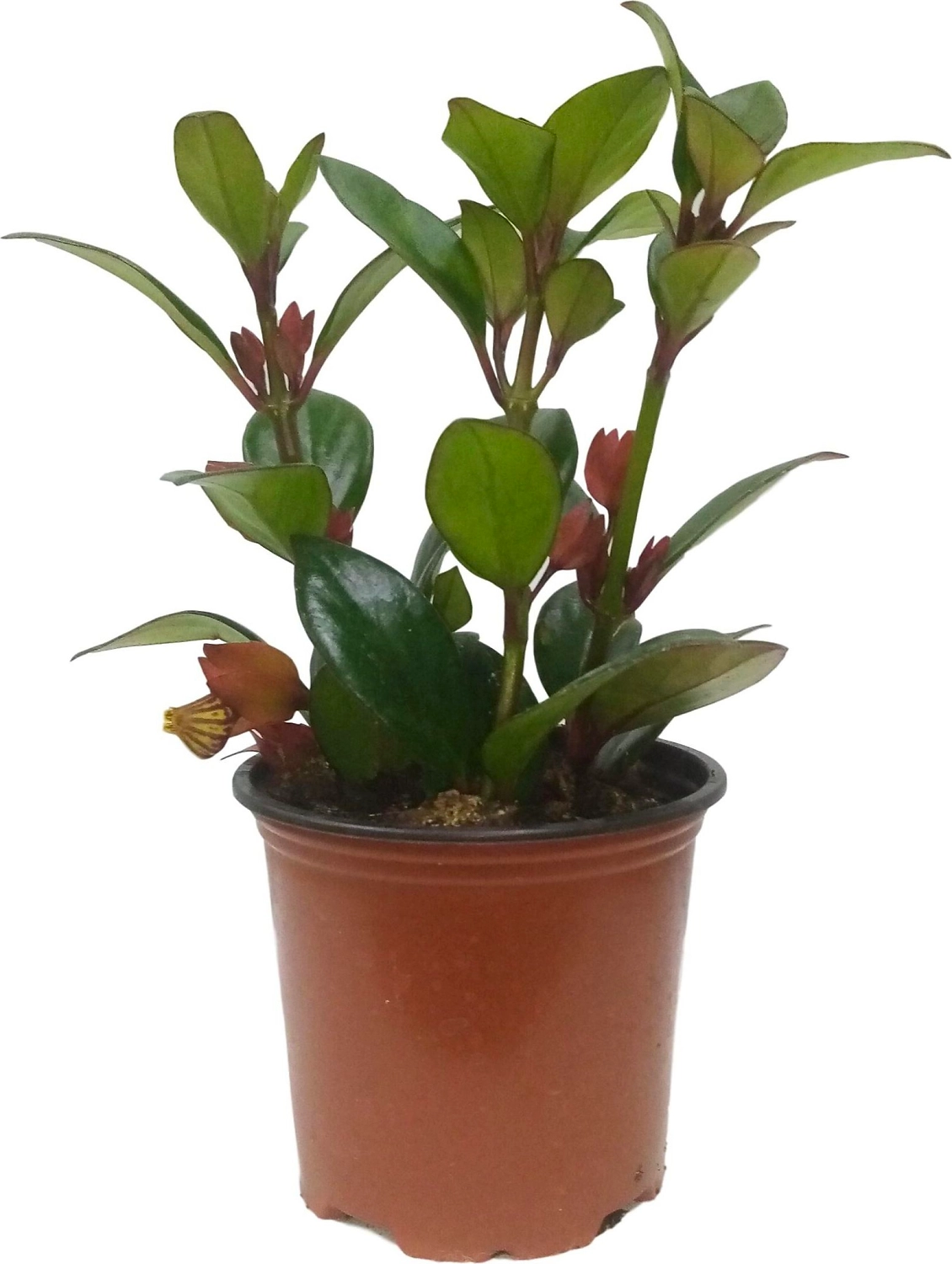 РАСТЕН. НЕМАНТАНТУС  D7H15