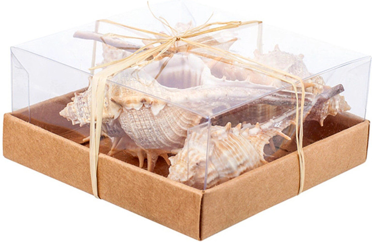 Набор ракушек в коробке №1 9,5 cм 144 шт