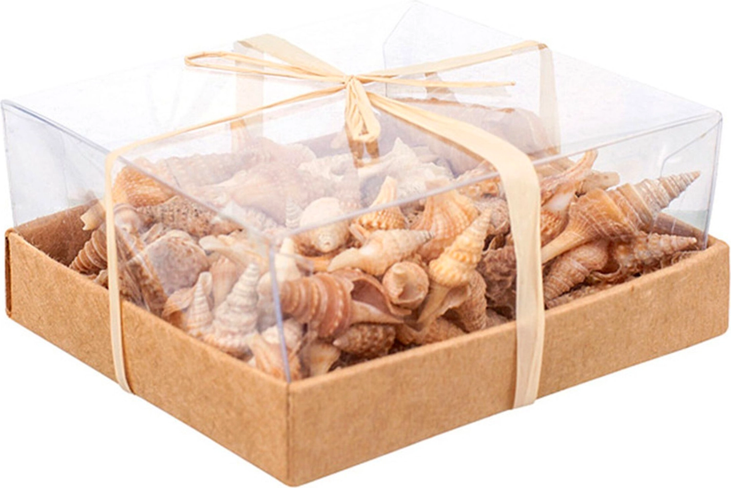 Набор ракушек в коробке №2 9,5 cм 144 шт