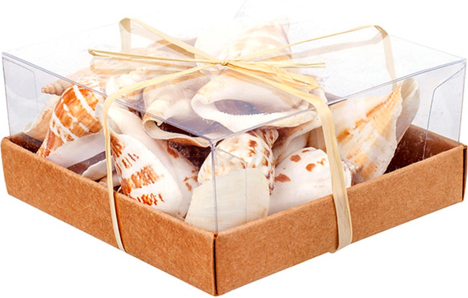 Набор ракушек в коробке №4 9,5 cм 144 шт