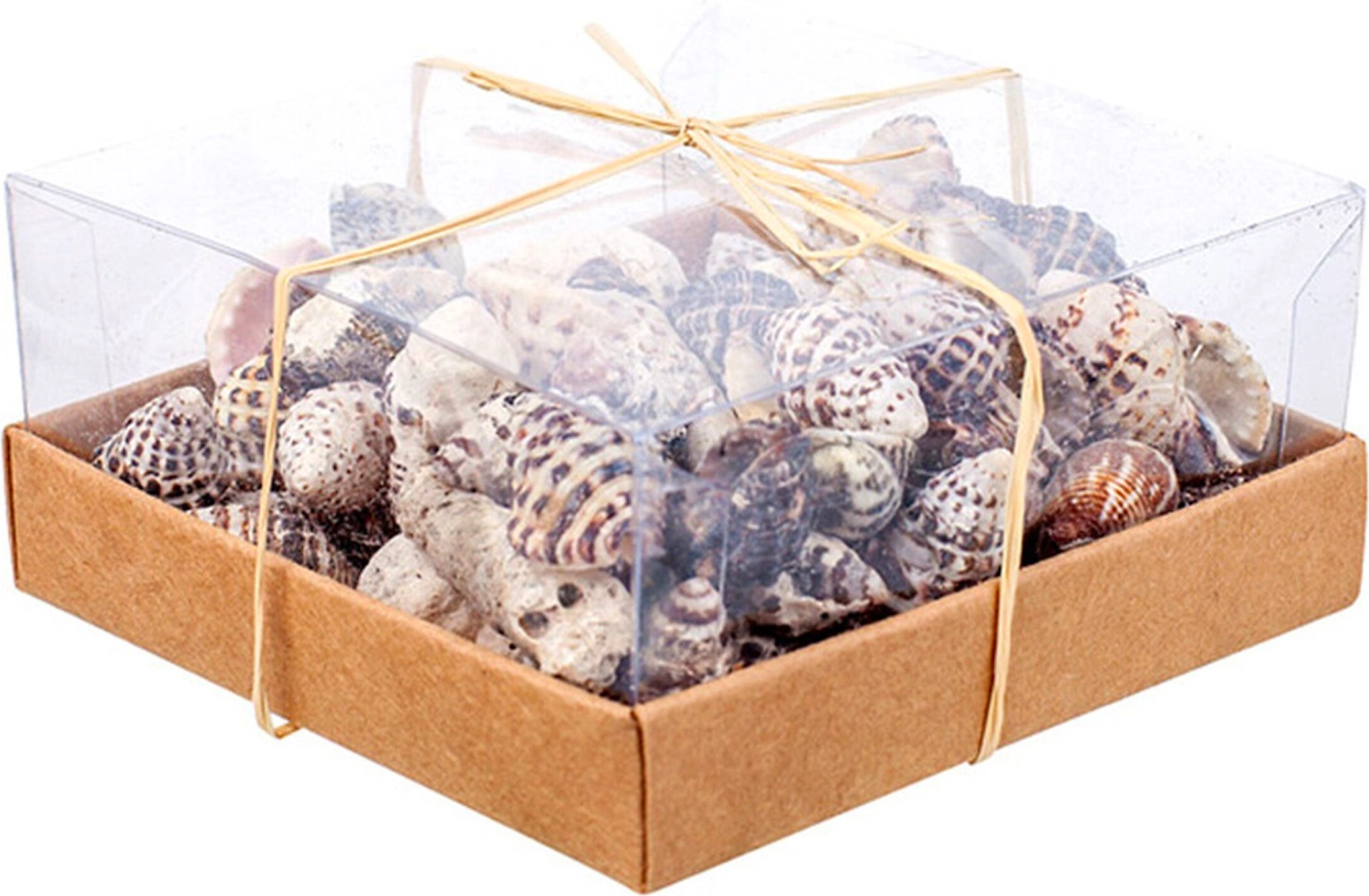 Набор ракушек в коробке №7 9,5 cм 144 шт