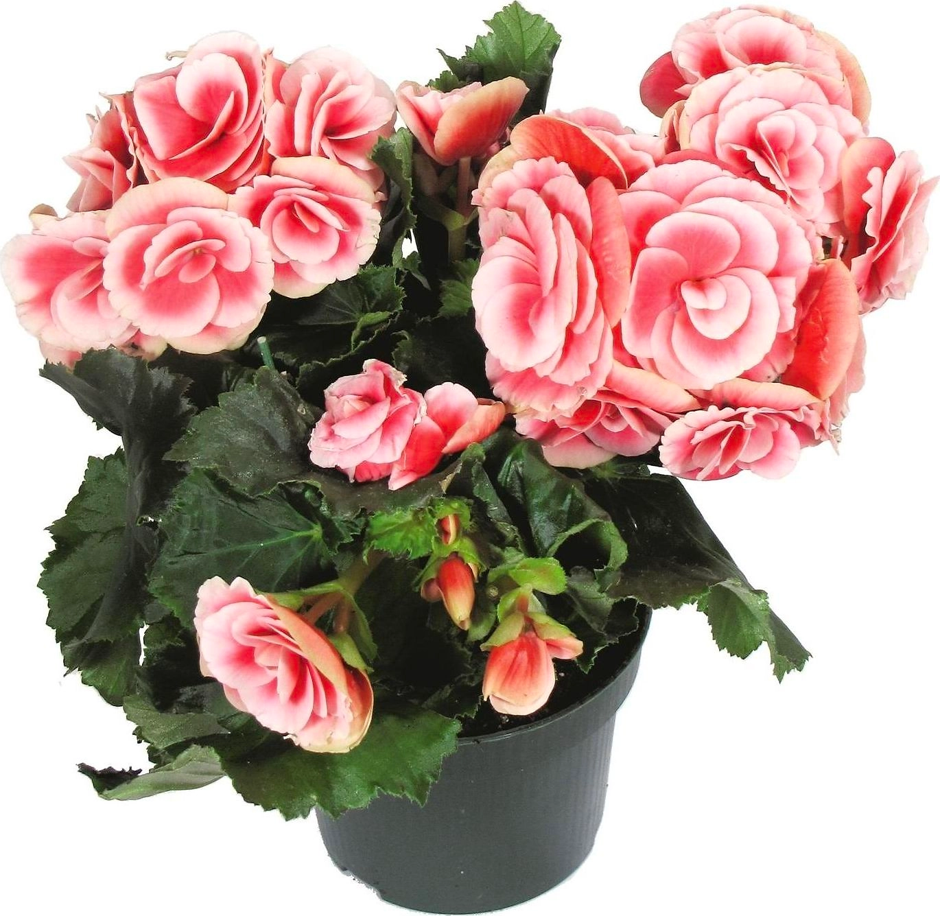 Растение  Бегония Элатиор D15 H35