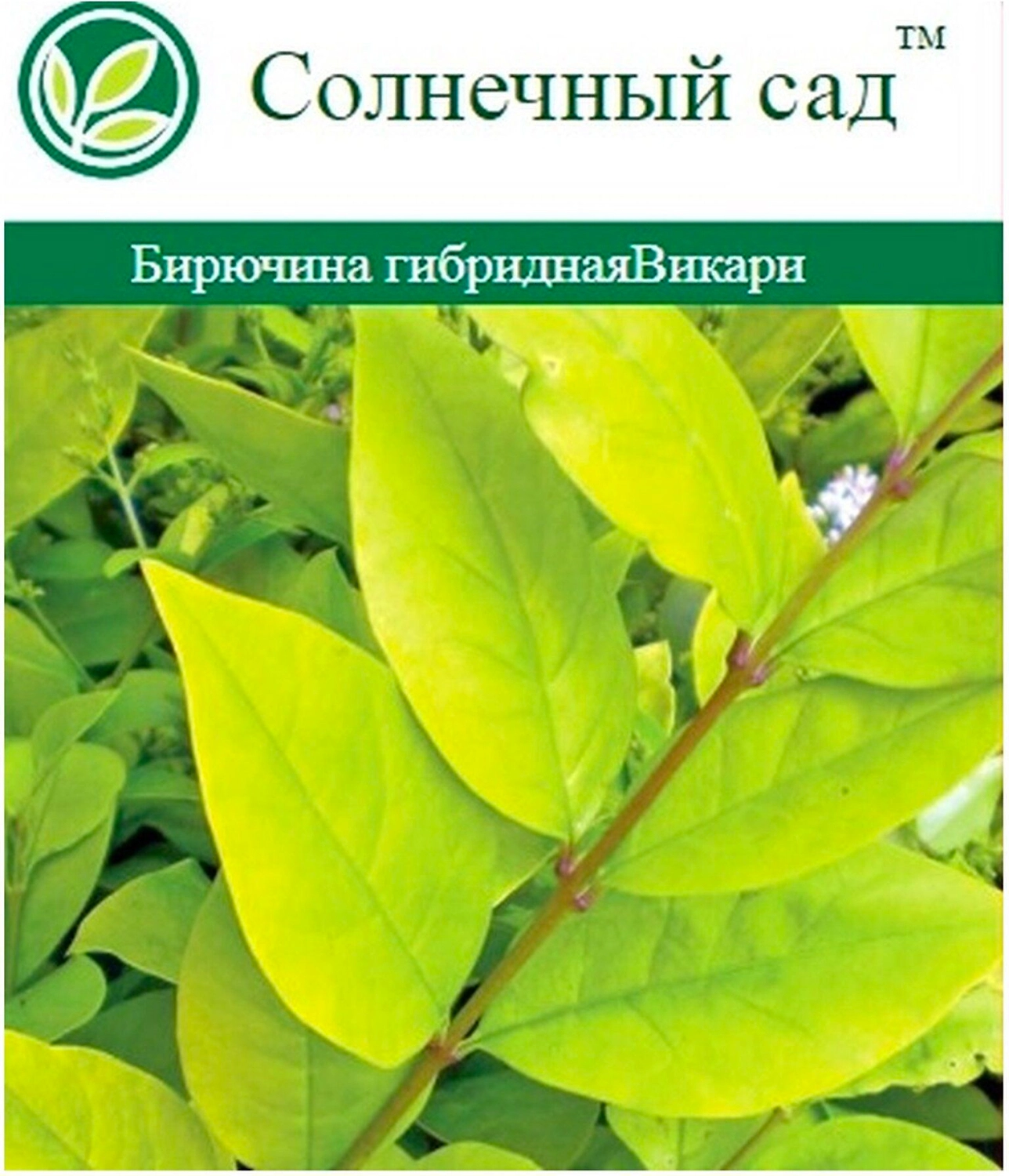 Растение Бирючина С2 Н30 в ассортименте
