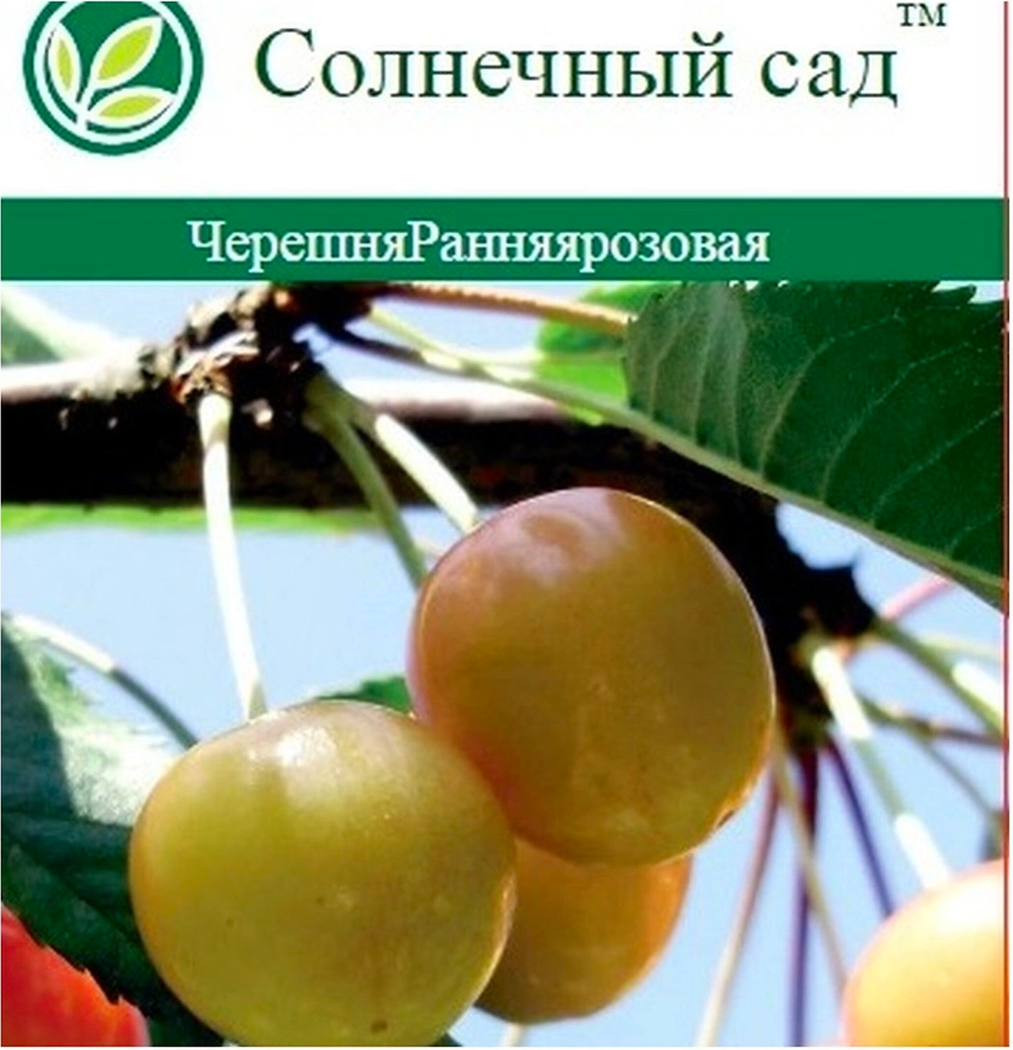 Растение Черешня Ранняя розовая С7 Н160