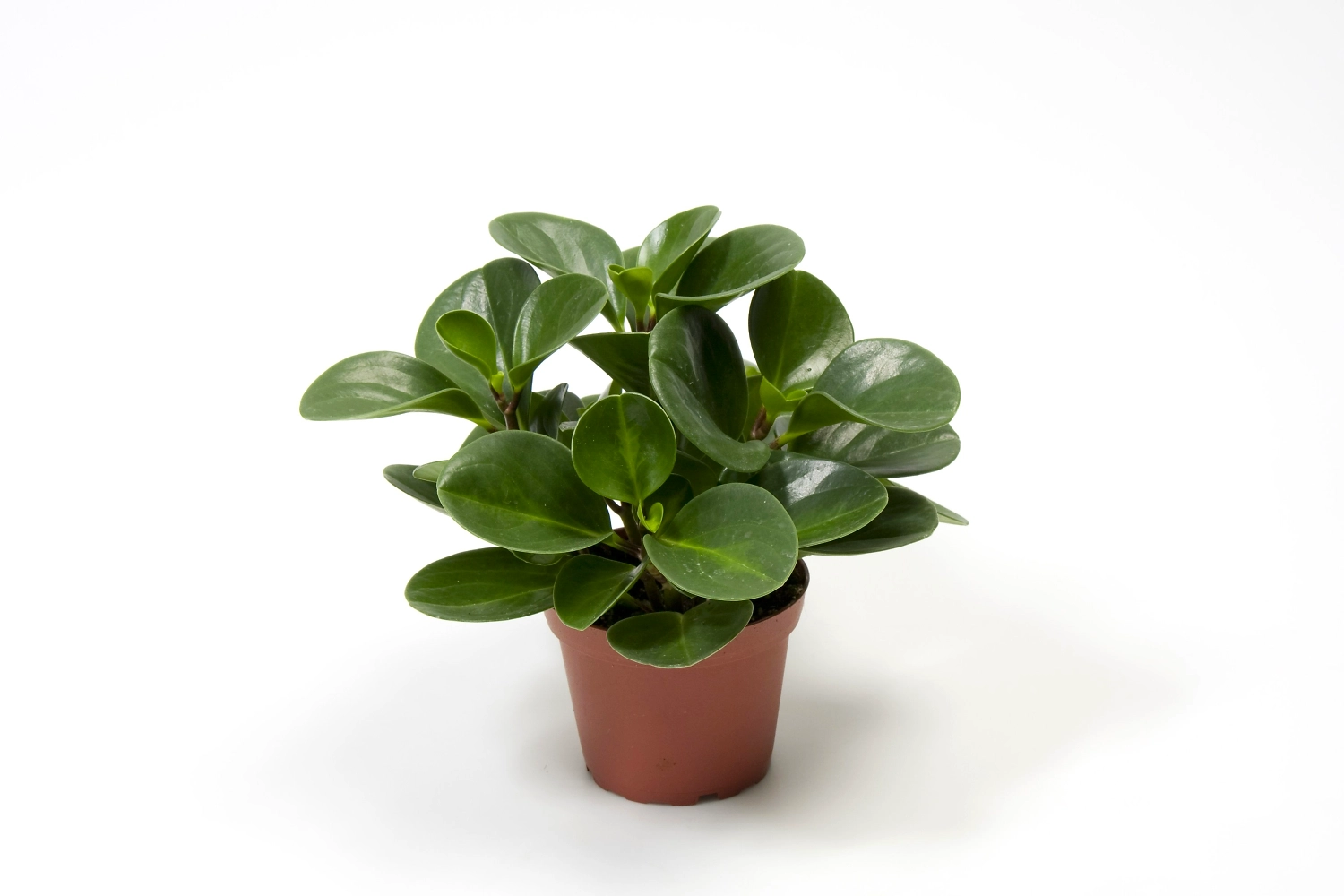 Растение пеперомия туполистн.микс D12