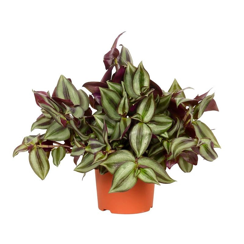 Раст. трад есканция зебрина микс D12