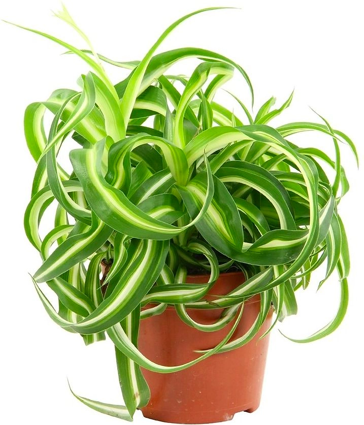 Растение хлорофитум хохлатый микс D12