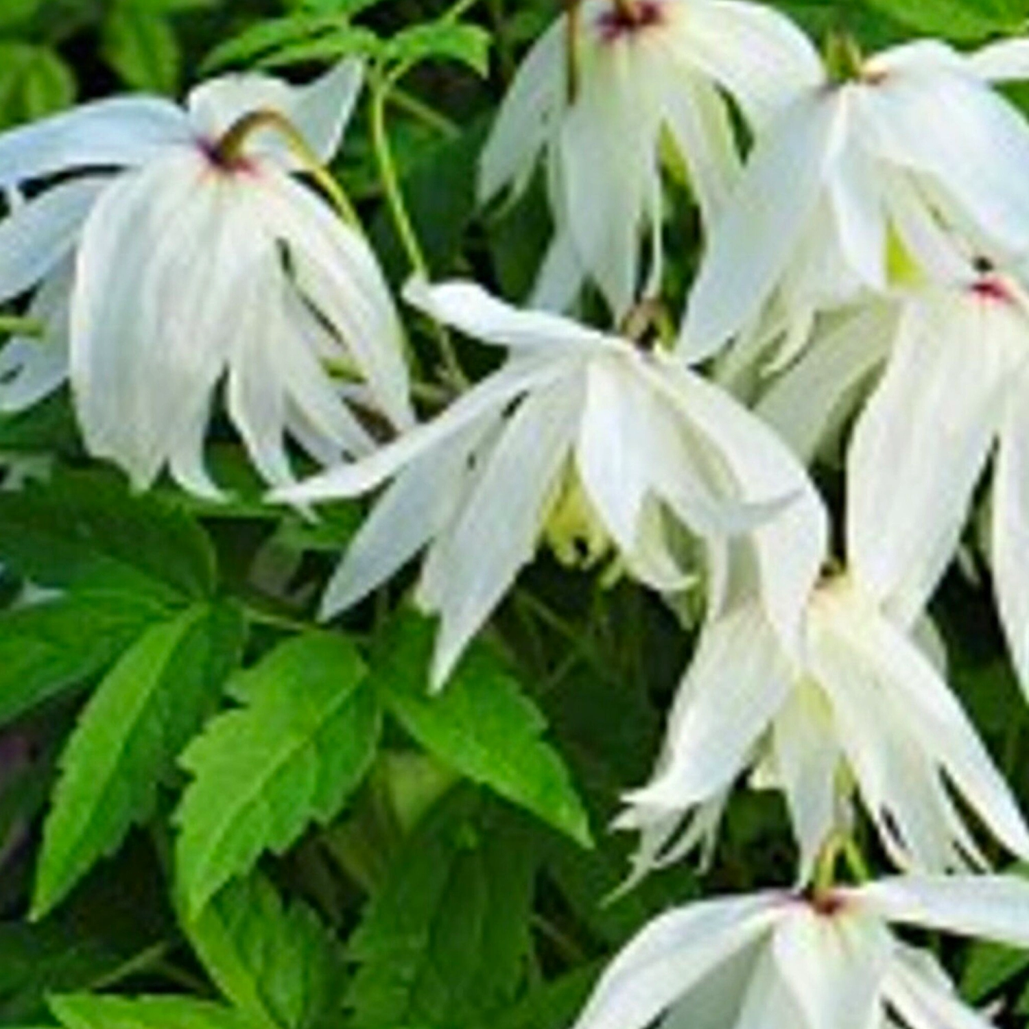 Саженец Клематис ПОИСК С1,5 H30 в ассортименте