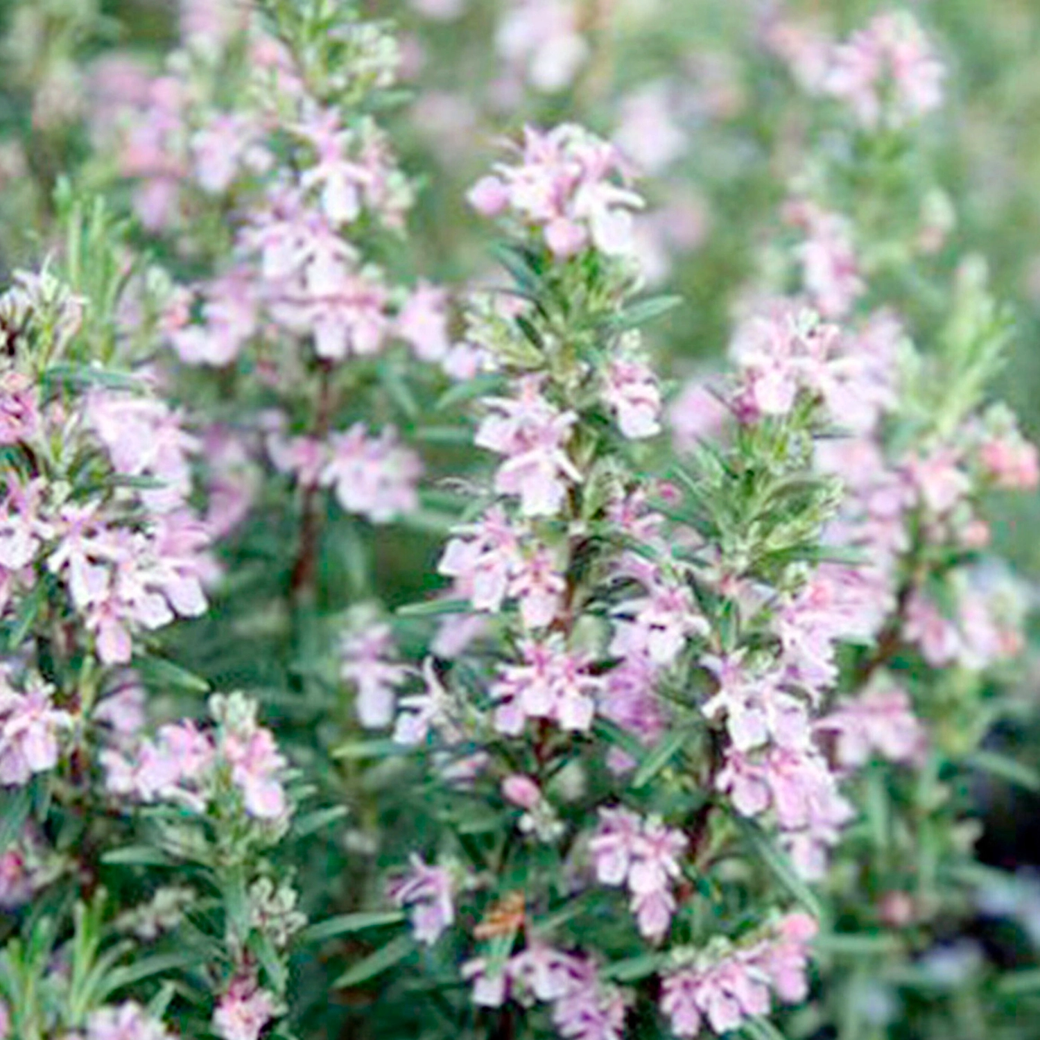 Растение Розмарин лекарственный С1,5 H10 в ассортименте