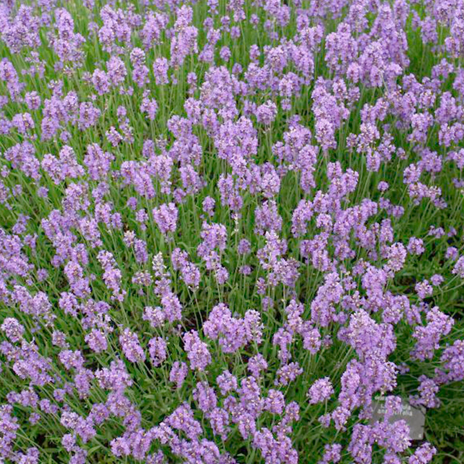 Растение Лаванда С1,5 H10 в ассортименте