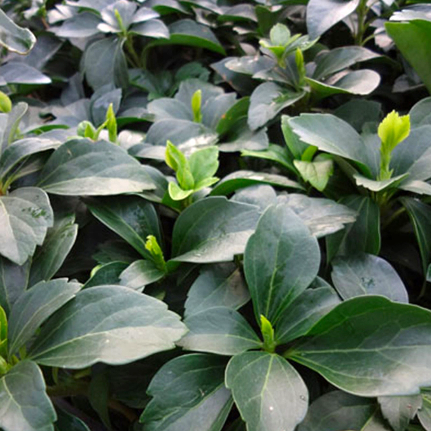 Растение Пахизандра верхушечная Микс С1,5 H10