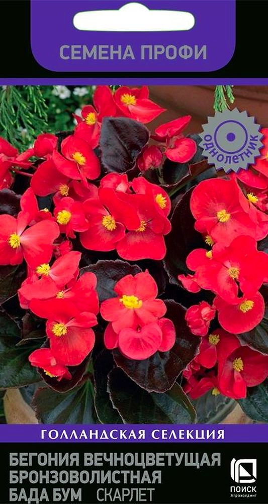 Семена Бегонии Бада бум скарлет 15 шт