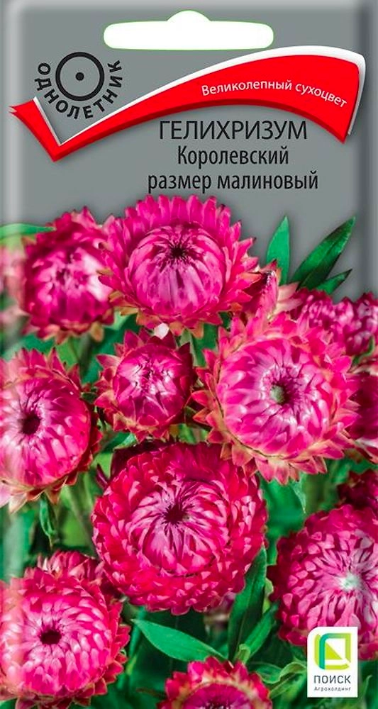 Семена Гелихризум Королевский размер малиновый 0,1 г