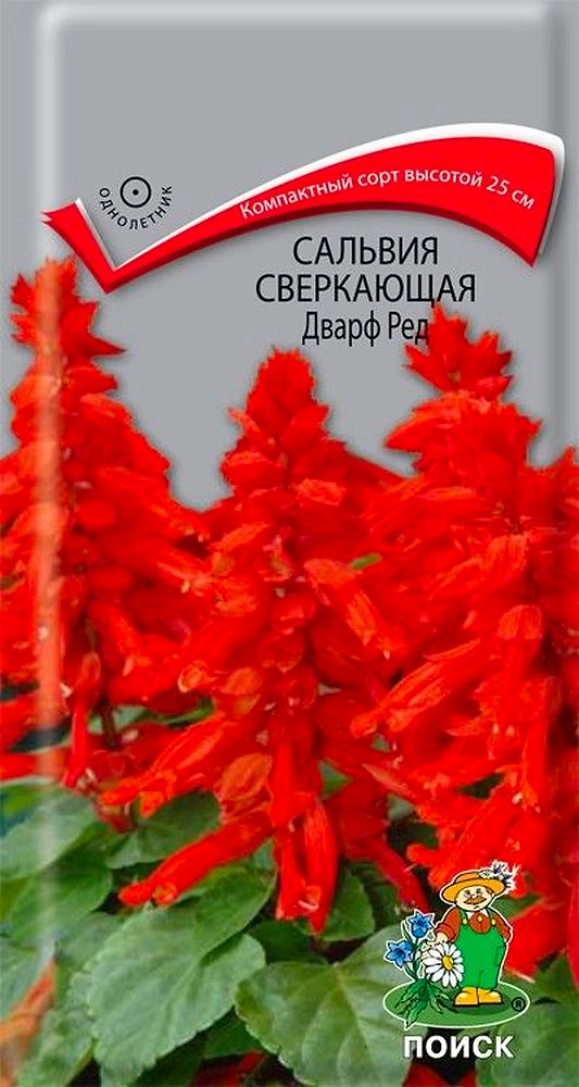 Семена Сальвия Сверкающая дварф ред 0,1 г