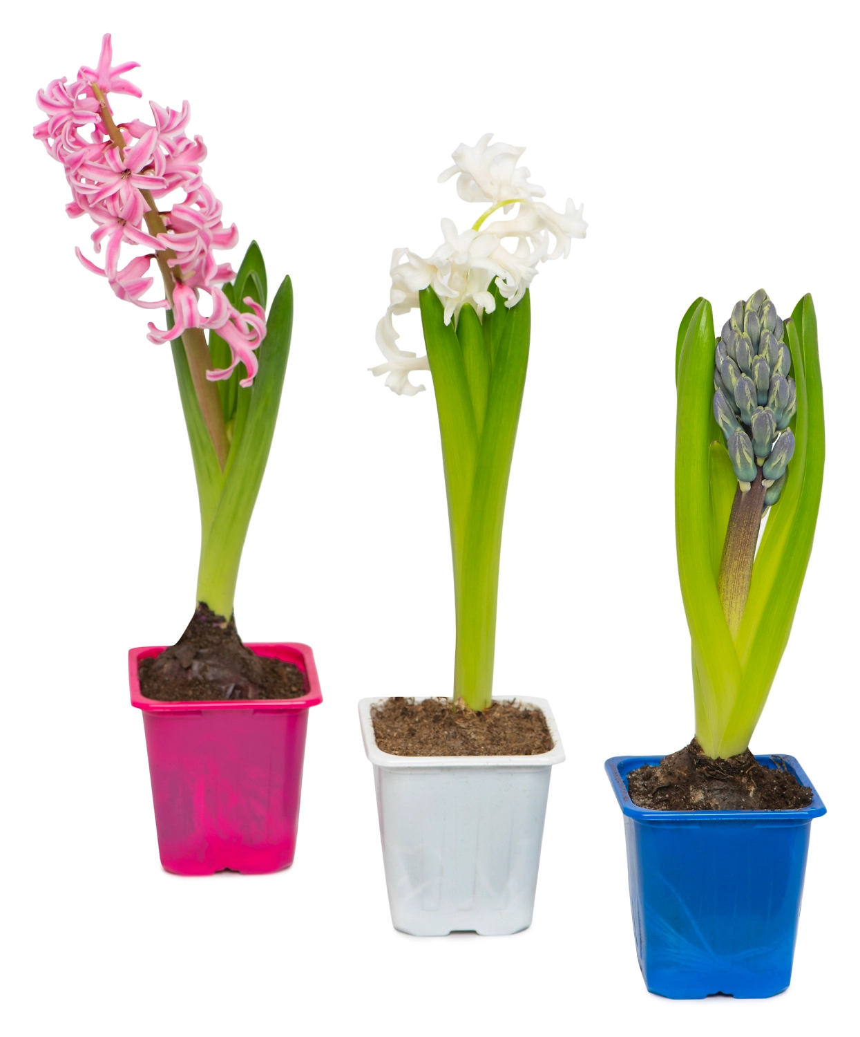 Растение  Гиацинт микс P7 H15