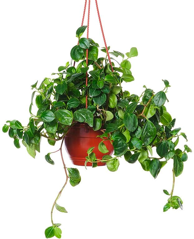 Растение Пеперомия 50 см