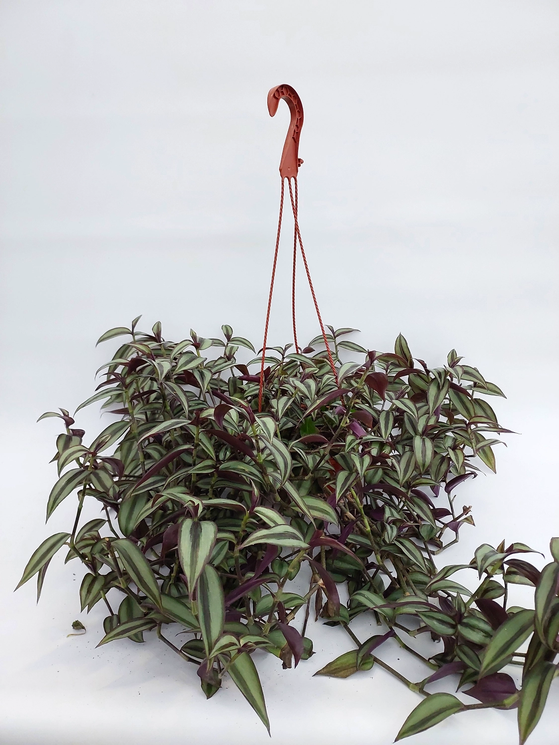 Растение Традесканция 50 см