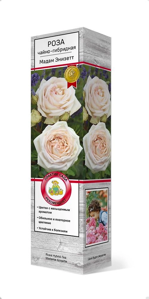 Растение роза чайно-гибридная Мадам Энизетт C1 H37 см
