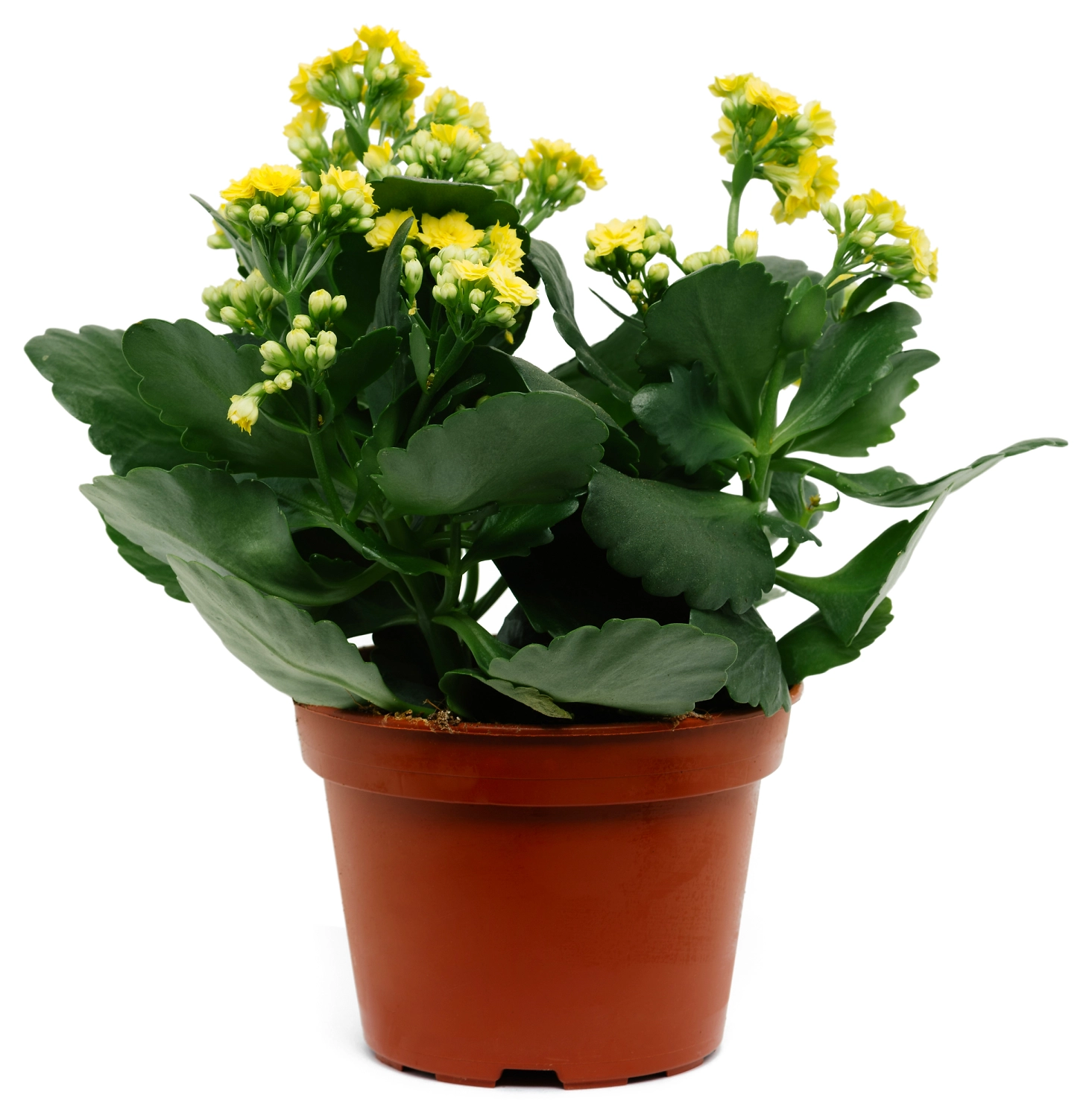 Растение Каланхоэ каландива микс D15 H35 