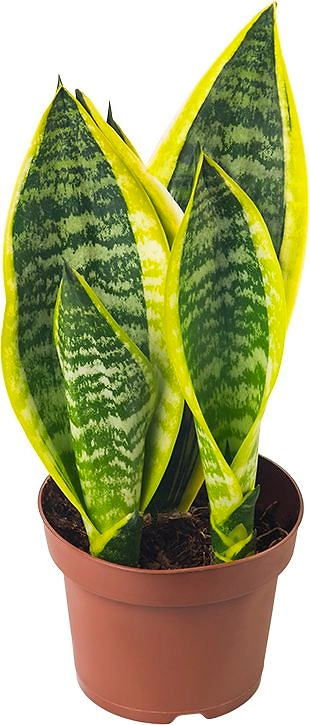 Растение Сансевиерия Микс D12 H35