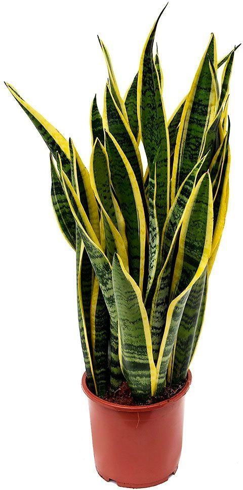Растение Сансевиерия Микс D17 H65