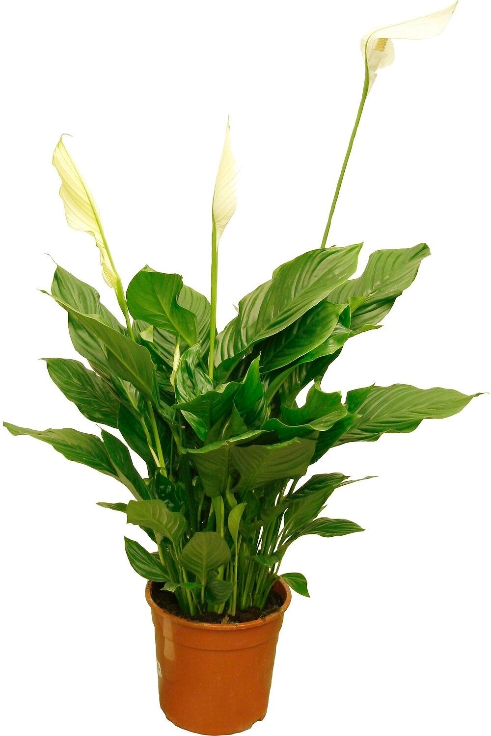 Растение Спатифиллум Свит Лауреатта D19 H90
