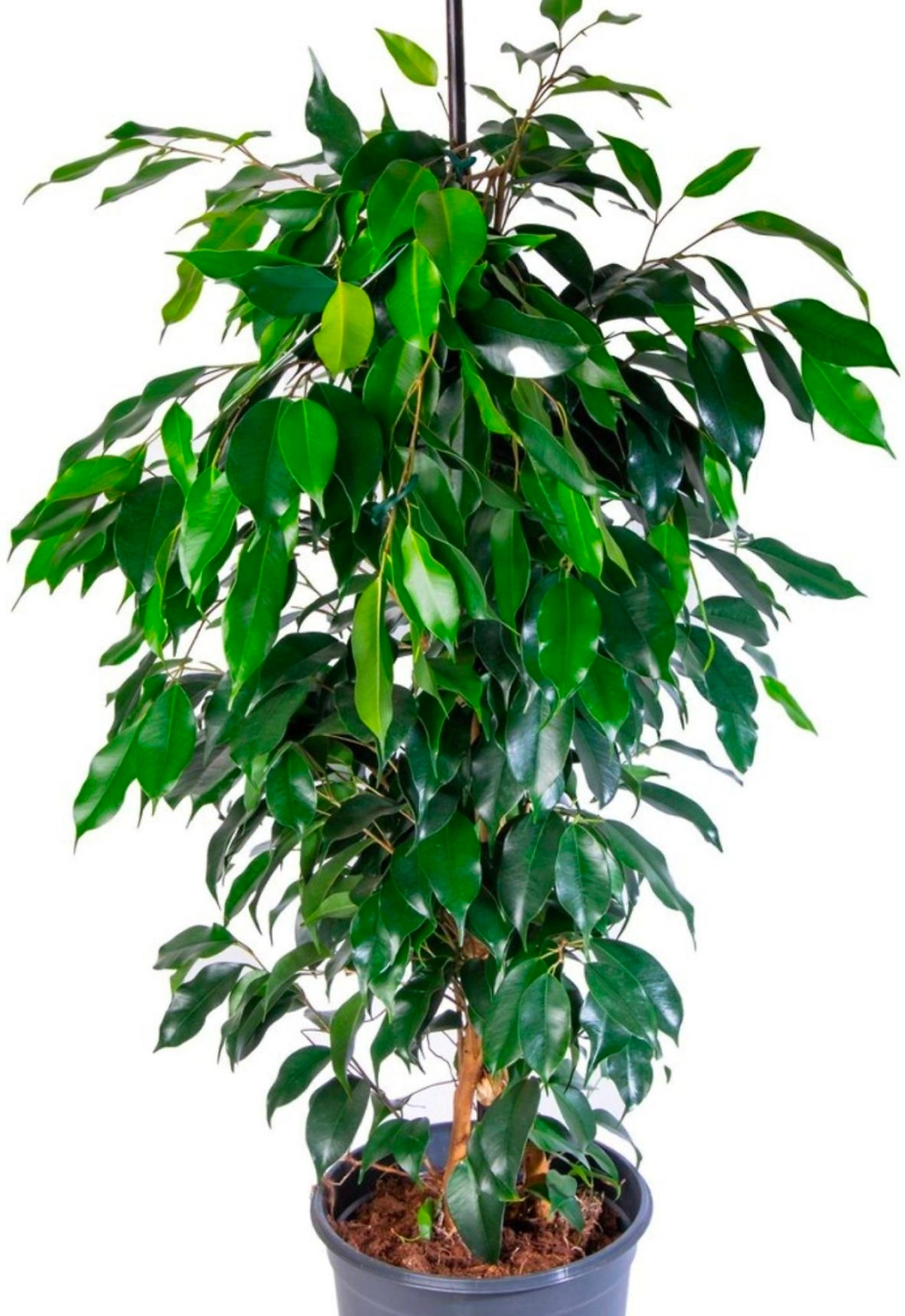 Растение Фикус Бенджамина Даниэль D21 H100