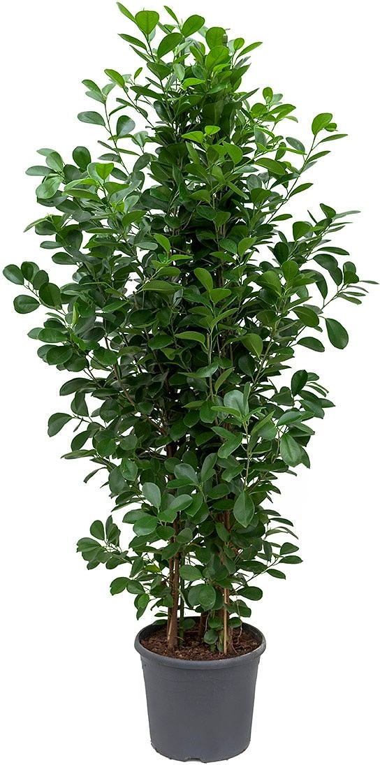 Растение Фикус Мокламе D17 H60 см