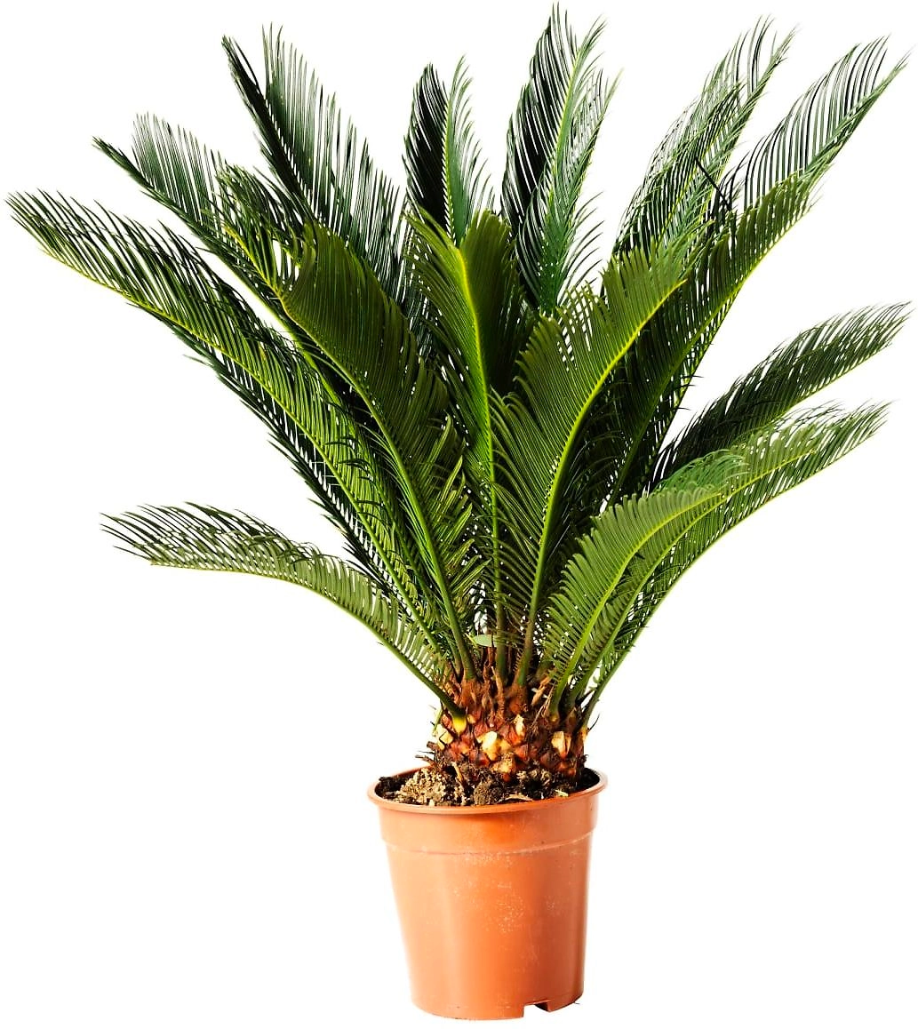 Растение Цикас Революта D17 H65