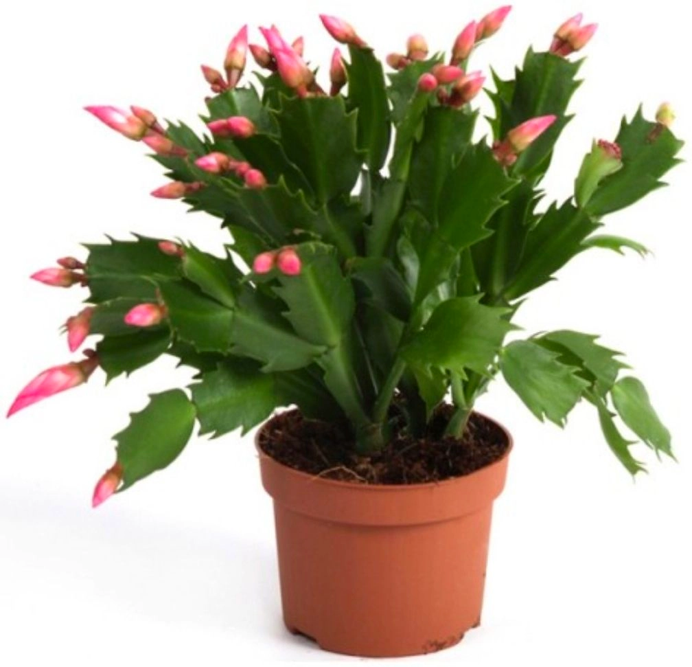 Растение Шлюмбергера Микс D9 H20