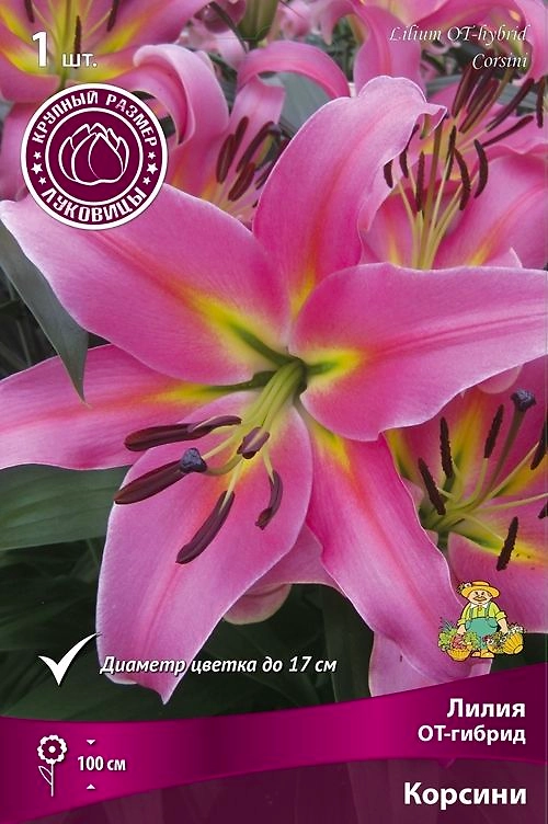 Луковицы Лилии Корсини 1 шт