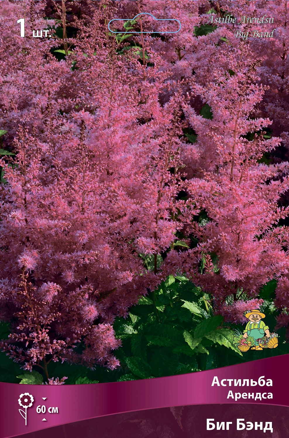 Астильба АРЕНДСА БИГ БЭНД 1 шт