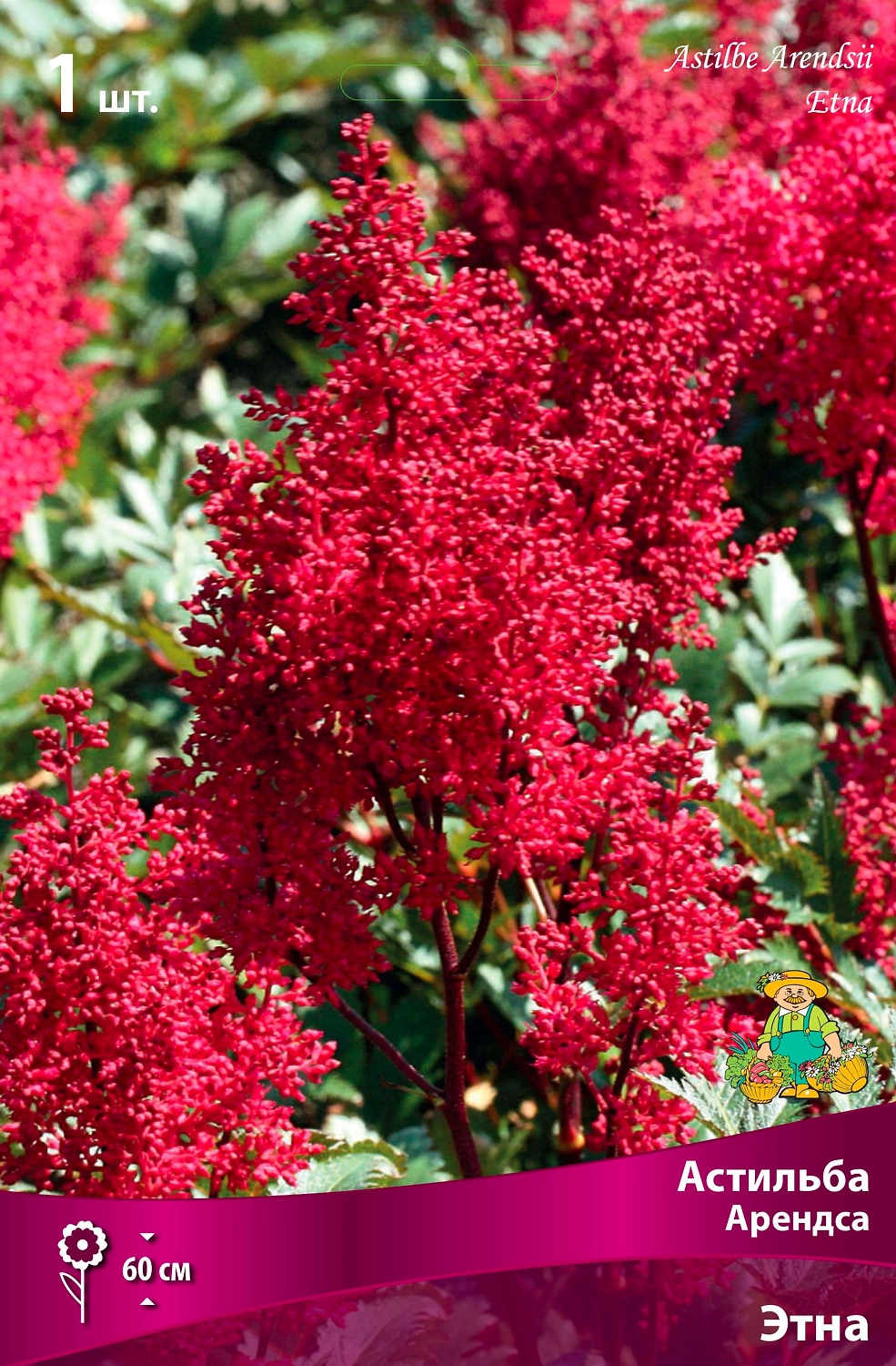 Астильба АРЕНДСА ЭТНА 1 шт